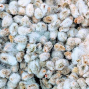 Raw Cotton Seeds