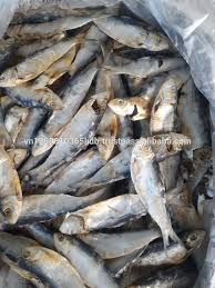 Dried Big Eyed Herring