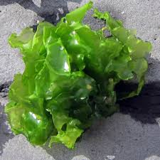 Ulva Lactuca