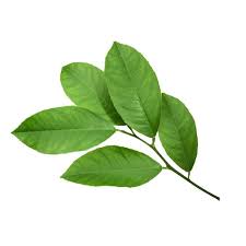 Lemon Leaves