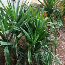 Pandan leaves