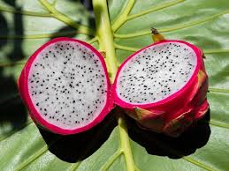 Dragon fruit