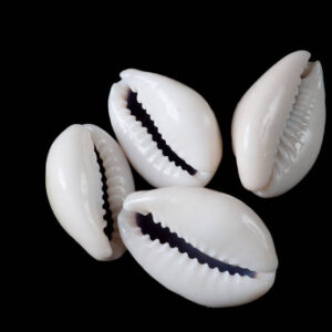 Cowrie Shell