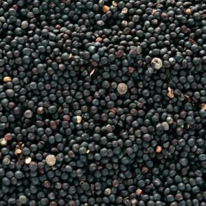 Canola seeds